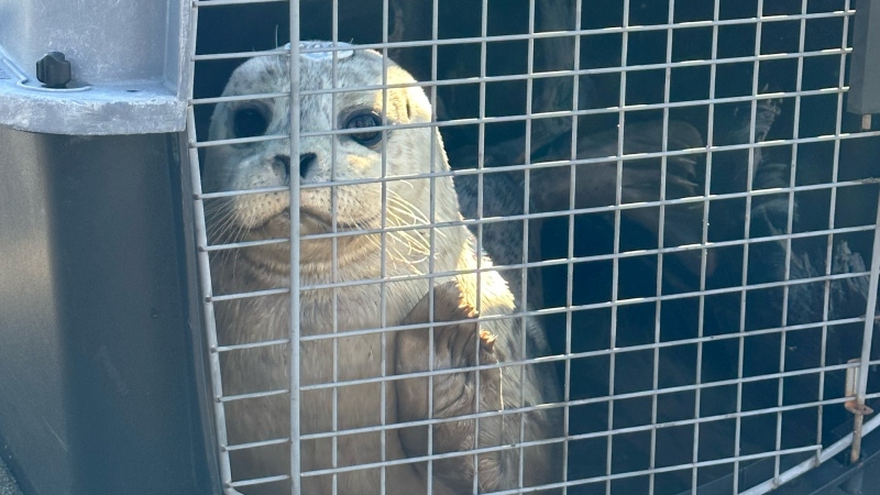 Acorn, one of six rescued harbour seals that was being cared for by the Vancouver Aquarium, was recently released into the wild. (PHOTO: Melanie Nagy)