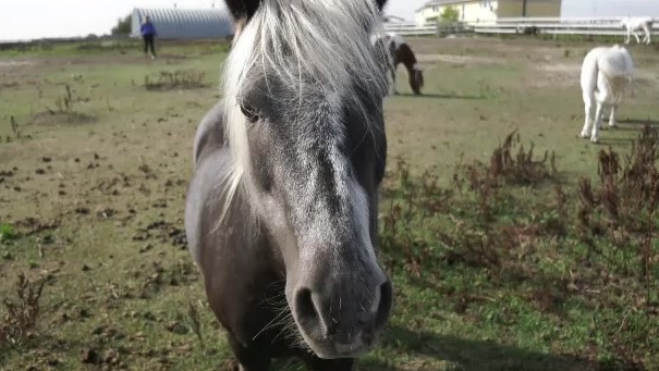 Happy Little Hooves near Estevan now has 40 equines and is operating at full capacity. (KayleenSawatzky/CTVNews)
