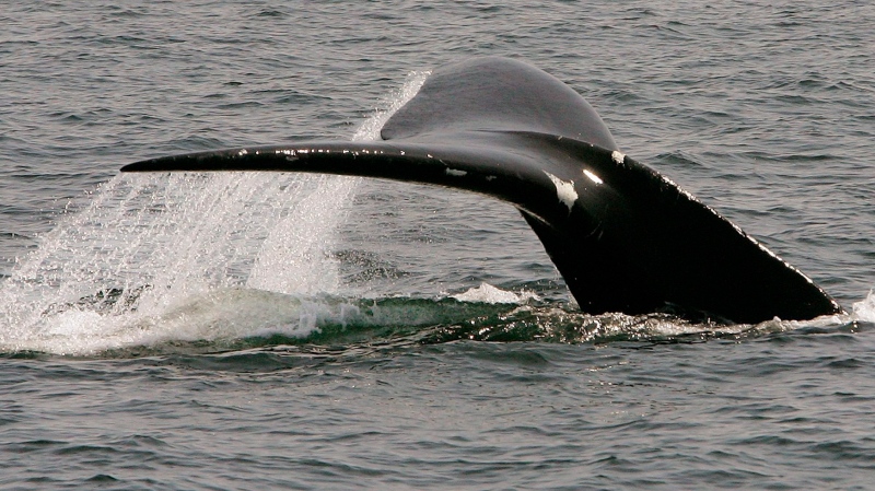 In this April 10, 2008, file photo, a North Atlantic right whale dives in Cape Cod Bay near Provincetown, Mass. Scientists say a North Atlantic right whale has made another appearance in the Gulf of Mexico off the coast of Florida. (AP Photo/Stephan Savoia, File)