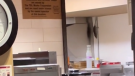 A still from a video posted to TikTok shows a rat scurring down a wall at a Tim Hortons location at University of Waterloo. (TikTok/Rats@Waterloo)