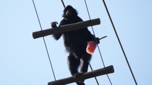 A spider monkey carries frozen fruit as icy snacks are handed out to animals at the BioParque do Rio amid an intense heat wave in Rio de Janeiro, Brazil, Friday, Sept. 22, 2023. (AP Photo/Silvia Izquierdo)