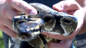 Man comes face-to-face with python while cleaning