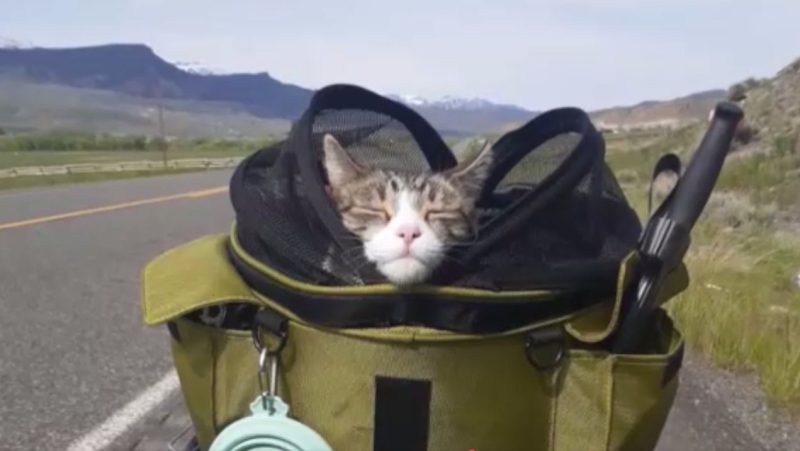 Steven Telck never imagined he’d be spending his retirement travelling with a rescue cat named Miss Bunny.