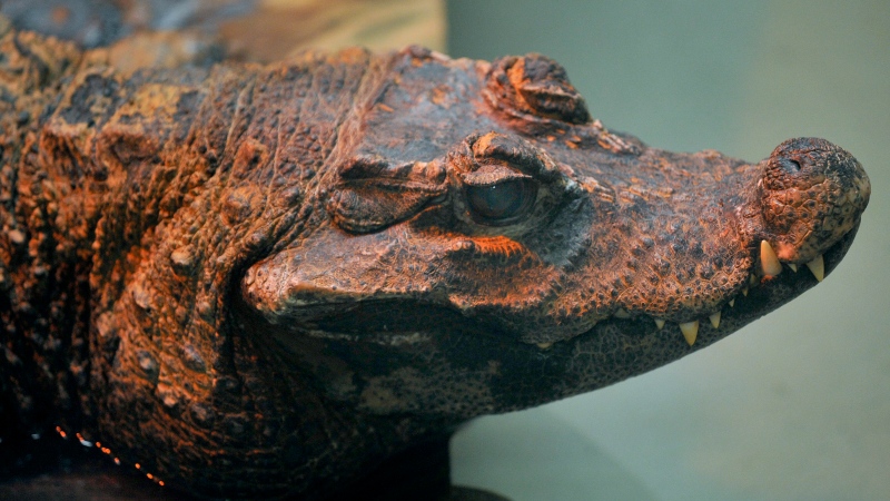 A West African dwarf crocodile rests under a heat lamp in a pool at the zoo on Friday, June 4, 2010 in Racine, Wis. The Canada Border Services Agency caught a man trying to smuggle six pounds of crocodile meat past customs officers at the Calgary International Airport in February. (AP Photo/Journal Times, Scott Anderson)