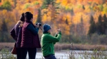 David Gillies, Teresa Finik and Christina Torsein, left, take in the fall colours in Gatineau Park in Chelsea, Que., on Sunday, Oct. 14, 2018. THE CANADIAN PRESS/Justin Tang