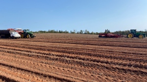 A potato farm in P.E.I., which has seen a poor harvest this year due to wet weather. (CTV/Jack Morse)