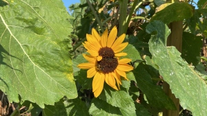 A sunflower which is part of a garden in Ahuntsic-Cartierville in Montreal that includes over 10,000 of the plants. (Christine Long/CTV News)