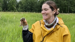 University of British Columbia master's student Megan Winand holds a frog in this undated handout photo. Winand is one of the first to study the impacts of mitigation translocation, or the movement of animals from one location to "the next available habitat that is of the same or better value than where they came from." THE CANADIAN PRESS/HO, Madeline Woodley