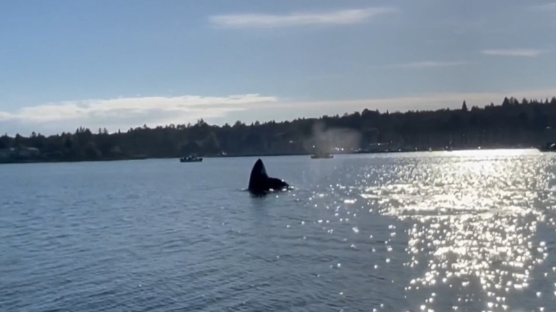 Sawatsky Sign-Off: Whale Photo