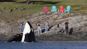 Iwan Lweylle started pointing his camera from the water, just as Joe Nelson began recording a video on the shore. Both captured the moment a large orca’s head shot out of the water right in front of them. (Iwan Lweylle)