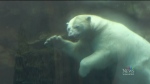 The two bears are moving to Calgary to be part of a new exhibit at the Calgary Zoo. (Source: Daniel Timmerman, CTV News)