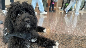 Newton, a Portuguese water dog, is Concordia University's first-ever full-time therapy dog. 