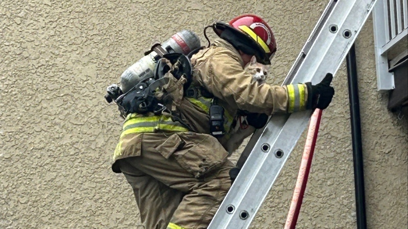 A Vancouver firefighter rescues a cat from a balcony on Sunday, Sept. 24. (Image credit: Karen Fry/X)