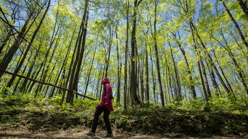 A hiker passes through along a trail amidst a grove of poplar trees at the Rouge Urban National Park, in Toronto, Tuesday, June 15, 2021. THE CANADIAN PRESS/Giordano Ciampini