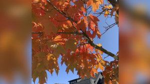 Picture This: Fall Colours