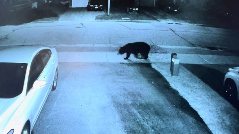 Home security video captures a bear on Oak Street in Alliston, Ont. (Supplied)