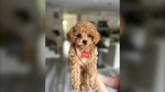 Sunny, a toy poodle, was confirmed as one of two deceased pets after separate dog attacks in West Bedford over the weekend. Neighbours say the dogs involved were pit bulls with the same owner. One dog has been seized.