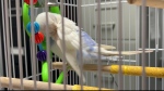 Owner sought for lost Budgie