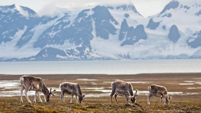 Among their many adaptations to life on the Svalbard, reindeer have developed the ability to digest moss instead of lichen. (Bart Peeters)

