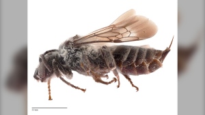 The Macropsis Cuckoo Bee has been rediscovered in Saskatchewan after not being seen since 1955. (Government of Saskatchewan)  