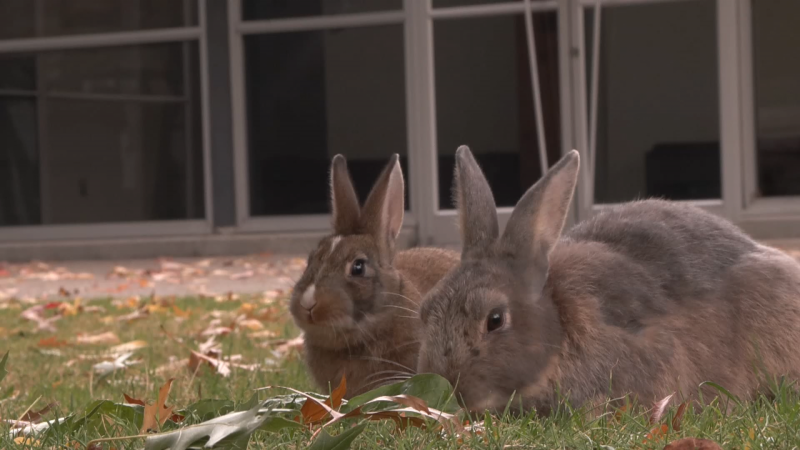 Rabbits are seen on Granville Island, where local authorities say the growing rabbit population is attracting coyotes.  