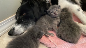 Border collie Jade is mothering a litter of kittens on a ranch near Barrhead, Alta., after the mom cat went missing. (Amanda Anderson/CTV News Edmonton)