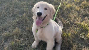 Calgary police are investigating after a woman was ambushed by a group of six individuals and one of the woman's attackers took off with her golden retriever puppy Waverly.