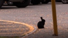 Granville Island rabbits being euthanized 