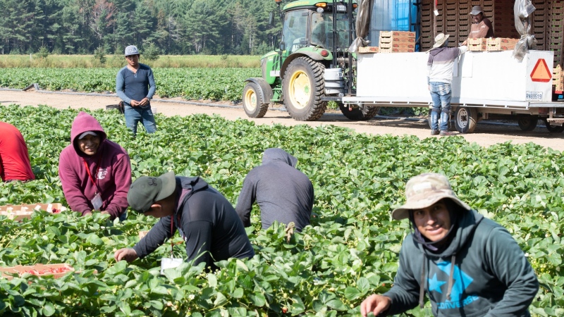 Mexican and Guatemalan workers pick strawberries at a strawberry farm, Tuesday, August 24, 2021 in Pont Rouge Que. THE CANADIAN PRESS/Jacques Boissinot