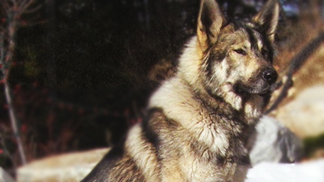 Simba, a wolf-dog hybrid owned by Kelowna, B.C., breeder Keyhan Modaressi. (Keyhan Modaressi, special to ctvbc.ca) 