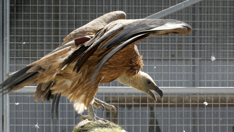 One of seven griffon vultures with a tracking device to monitor their progress as part of an effort by Cypriot authorities to replenish the diminishing domestic vulture population, in the village of Korfi near southern city of Limassol, on Thursday, Sept. 28, 2023. (AP Photo/Petros Karadjias)