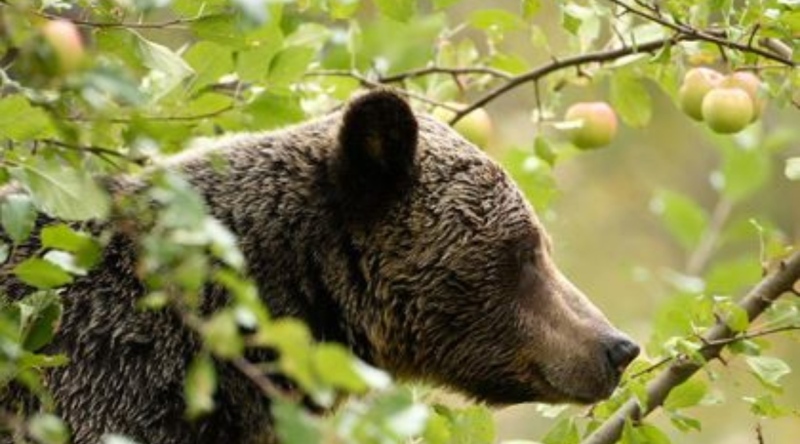 The Town of Banff is asking encouraging homeowners to remove their fruit trees to help protect the local bear population and prevent potentially dangerous wildlife encounters,
