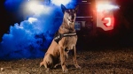 Five Windsor police dogs are in the Crime Stoppers