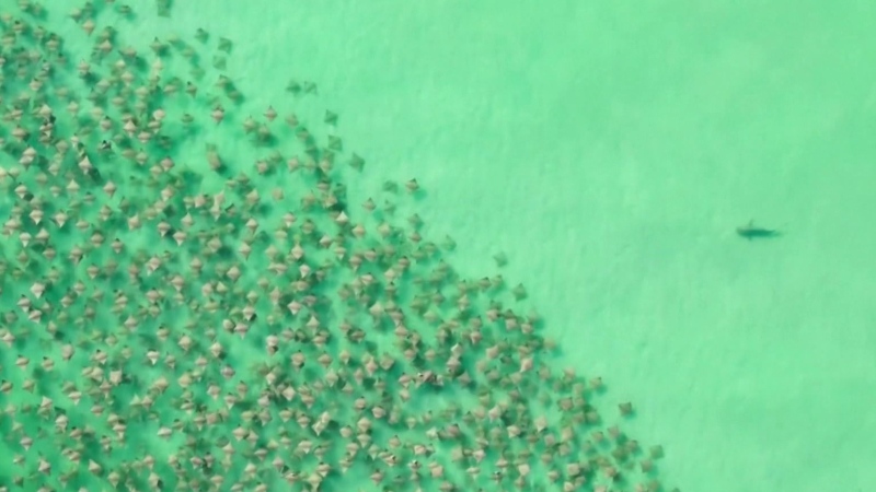 Lone shark chases hundreds of stingrays