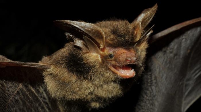 The Strange Big-eared Brown Bat, Histiotus alienus. (Cláudio et al.)