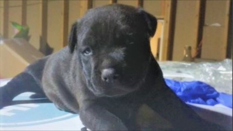 A two-month-old puppy stolen in a vehicle Sunday morning in Toronto can be seen above. (TPS)