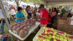 The 44th annual Ruthven Apple Festival returned to Ruthven, Ont. on Sunday, Oct. 1, 2023. (Chris Campbell/CTV News Windsor)