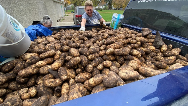 Volunteers unloaded more than 500 lbs of potatoes. They will be sorted into sacks and shared with the Ukrainian community across Manitoba. (Source: Zach Kitchen, CTV News)