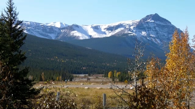 The Ya Ha Tinda Ranch region of Alberta's Banff National Park. (CTV News Calgary)