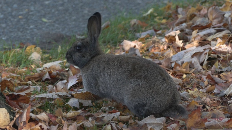 A rabbit is seen on Granville Island on Oct. 1, 2023.