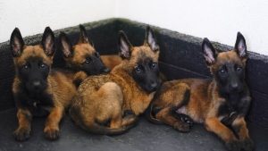 Belgian Malinois puppies rest at the Mexican Army and Air Force Canine Production Center in San Miguel de los Jagueyes, Mexico, Tuesday, Sept. 26, 2023. (AP Photo/Eduardo Verdugo)