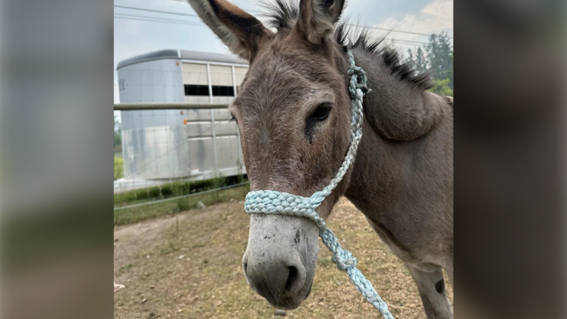 A 22-year-old donkey has been adopted after a post online caught the eye of a woman with a farm. (Image credit: BC SPCA) 