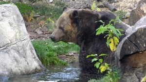 Experts call for caution after Banff bear attack