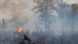 A prescribed fire in oak savanna at Cedar Creek Ecosystem Science Reserve in East Bethel, Minnesota. Data from Cedar Creek was used in the new carbon-storage study. Photo credit: Frank Meuschke.