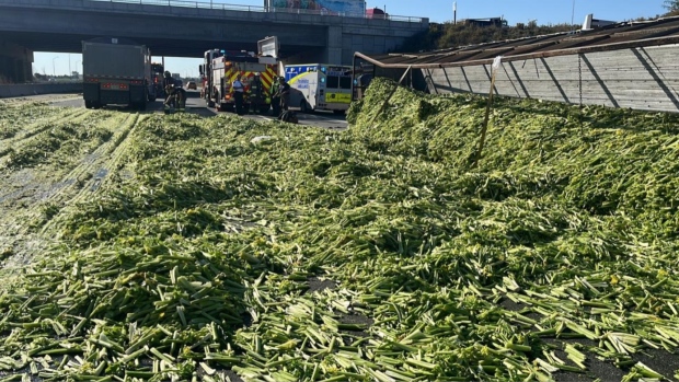 Celery spilled out of a commercial motor vehicle that rolled over on Hwy. 400 Tuesday. (X/@OPP_HSD)