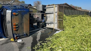 A truck rolls onto its side, spilling celery onto Highway 400 in Aurora, Ont., on Tues., Oct. 3, 2023. (Source: OPP)