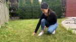 Emily Cheng, homeowner, says Miracle Turf and Sod Landscaping took her $3,000 deposit but did not do any work. Pictured in Tecumseh, Ont. on Tuesday, Oct. 3, 2023. (Stefanie Masotti/CTV News Windsor)