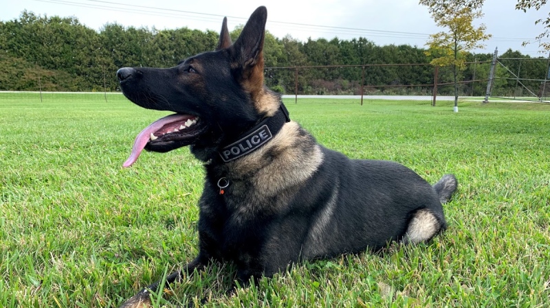 Chatham-Kent police canine Helix. (Source: CKPS)