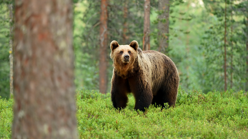 A bear is seen in this generic image. (Source: Getty Images)