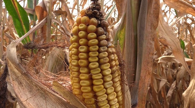 A corn cob is seen in a field near Clinton, Ont. on Oct. 4, 2023. (Scott Miller/CTV News London) 